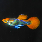 Red Head Black Guppy Group, Male